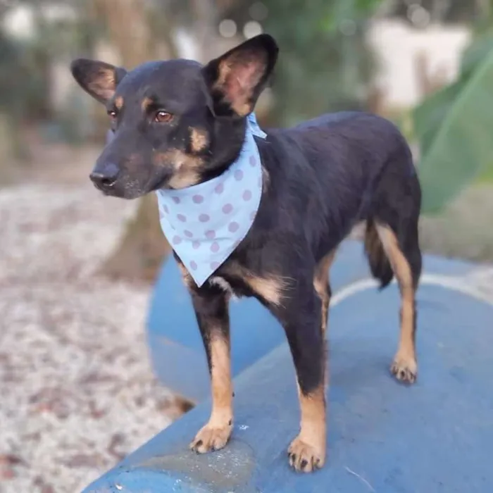 Cachorro ra a srd idade 6 ou mais anos nome Tião