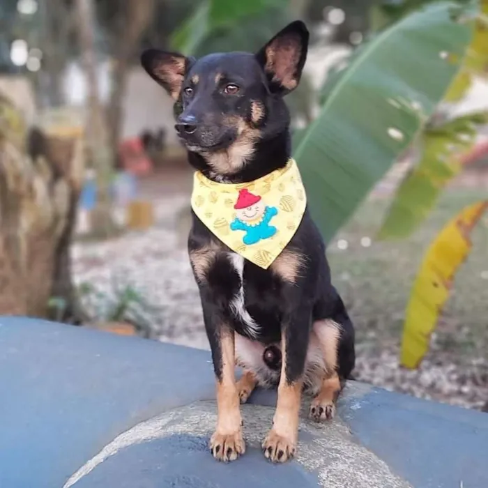 Cachorro ra a srd idade 6 ou mais anos nome Tião