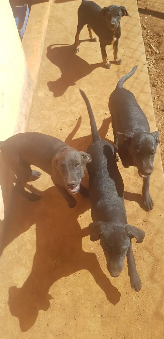 Cachorro ra a vira-lata idade 2 a 6 meses nome sem nome