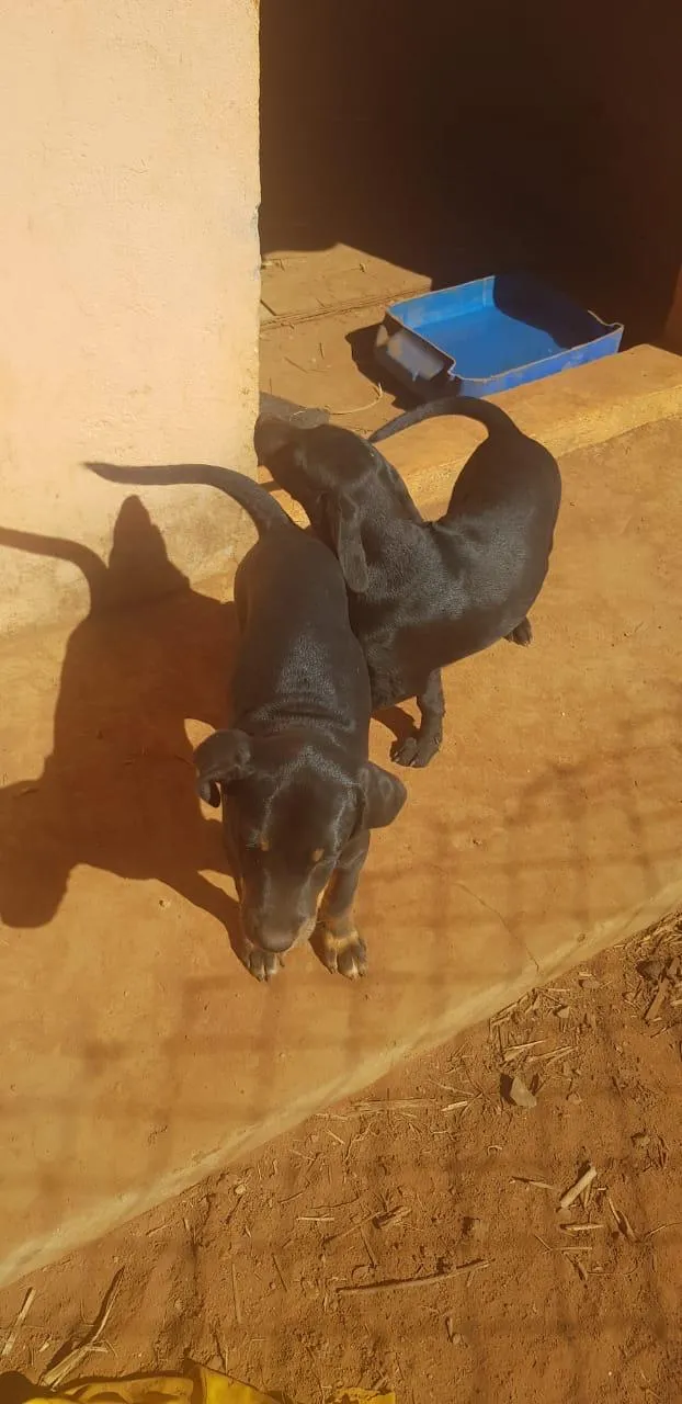 Cachorro ra a vira-lata idade 2 a 6 meses nome sem nome