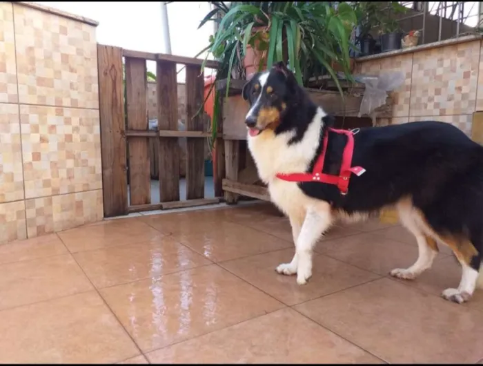 Cachorro ra a Boder collie idade 5 anos nome Lassie