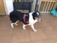 Lassie