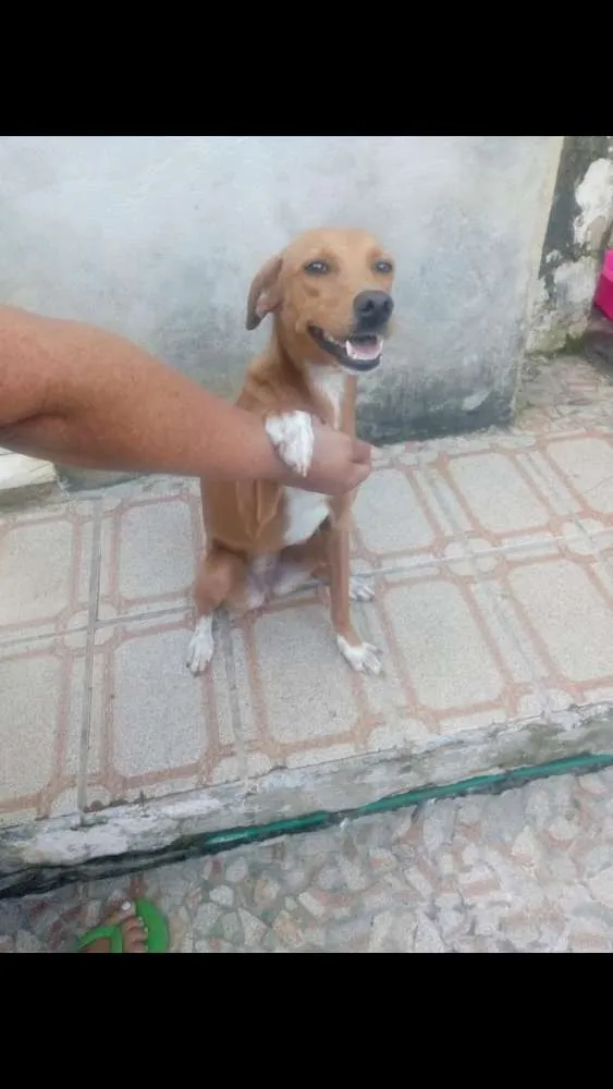 Cachorro raça  idade 7 a 11 meses nome Mel