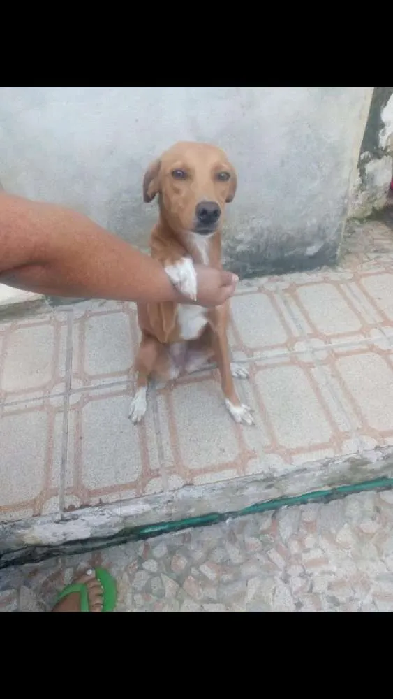 Cachorro raça  idade 7 a 11 meses nome Mel