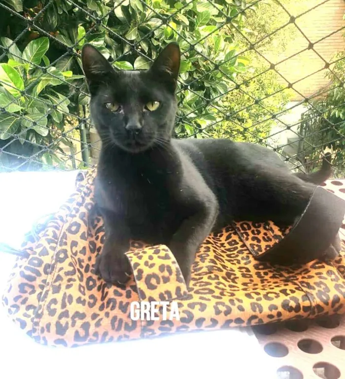 Gato ra a  idade 7 a 11 meses nome Greta e José 