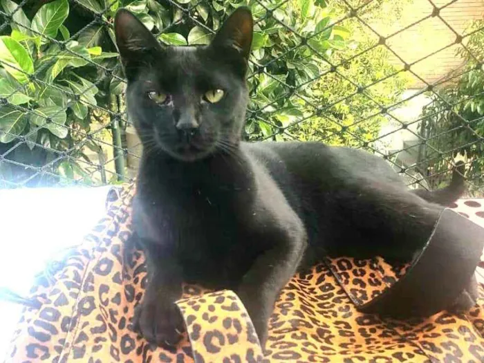 Gato ra a  idade 7 a 11 meses nome Greta e José 