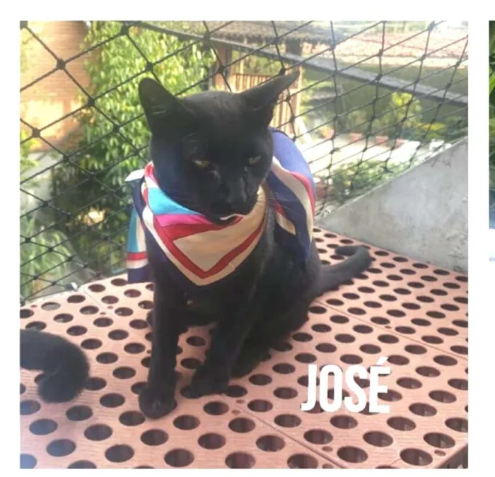 Gato ra a  idade 7 a 11 meses nome Greta e José 