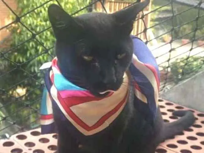 Gato ra a  idade 7 a 11 meses nome Greta e José 