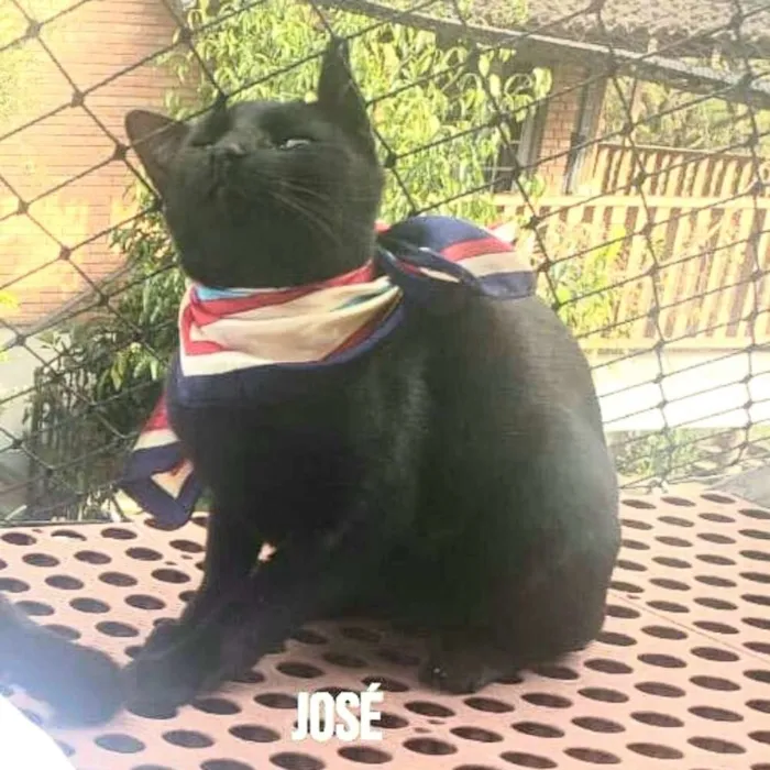 Gato ra a  idade 7 a 11 meses nome Greta e José 