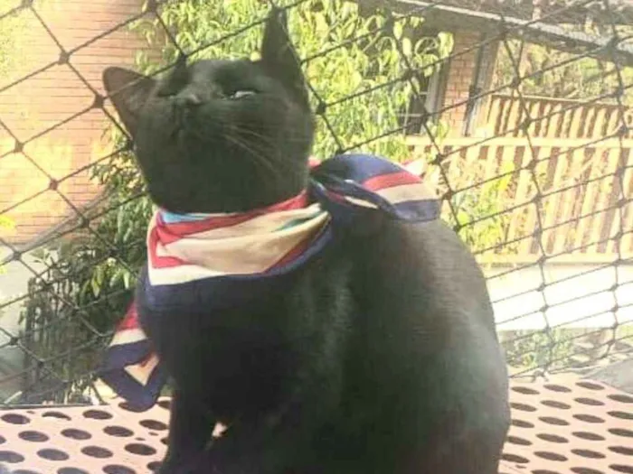 Gato ra a  idade 7 a 11 meses nome Greta e José 