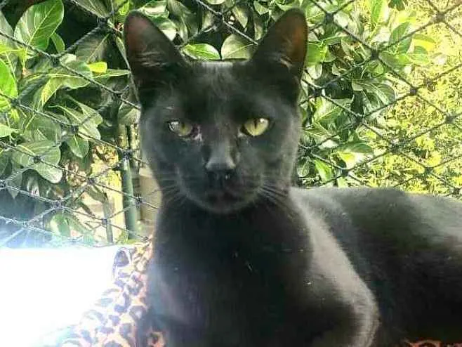 Gato ra a  idade 7 a 11 meses nome Greta e José 