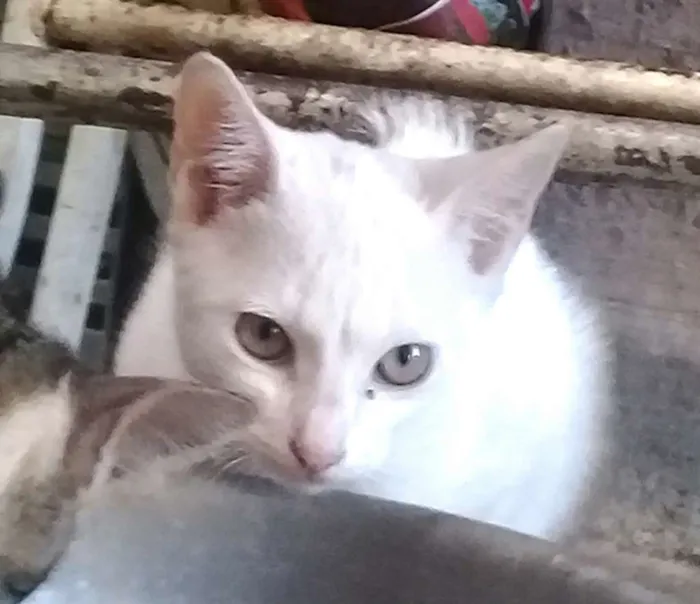 Gato ra a  idade 2 a 6 meses nome Tina ( filhote)