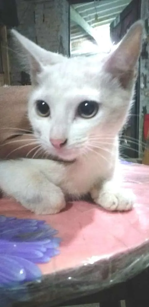 Gato ra a  idade 2 a 6 meses nome Tina ( filhote)