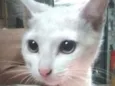 Tina ( filhote)