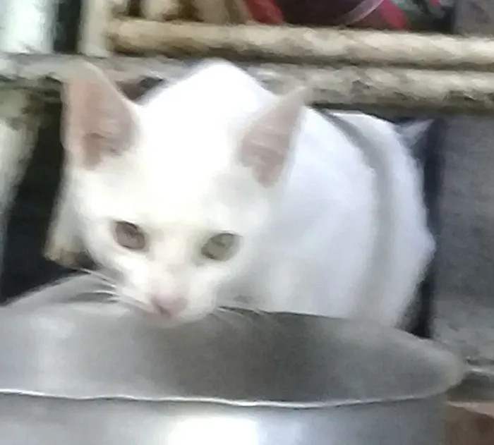 Gato ra a  idade 2 a 6 meses nome Tina ( filhote)