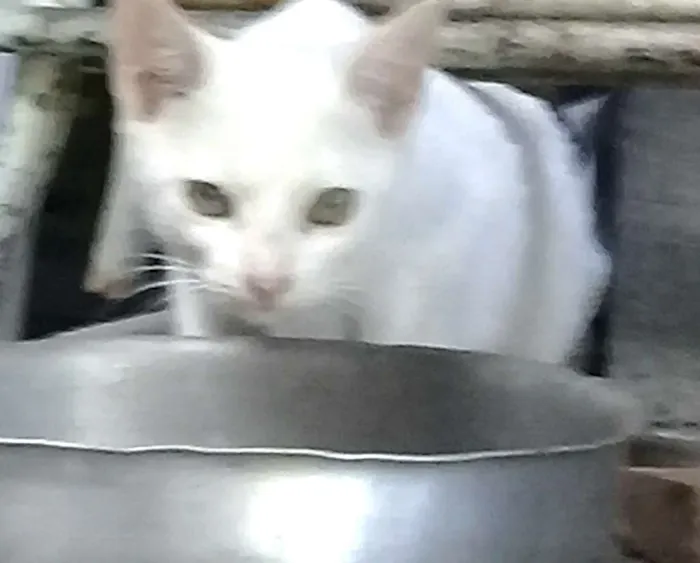 Gato ra a  idade 2 a 6 meses nome Tina ( filhote)