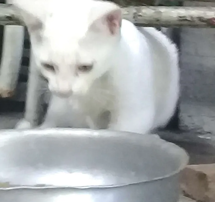 Gato ra a  idade 2 a 6 meses nome Tina ( filhote)