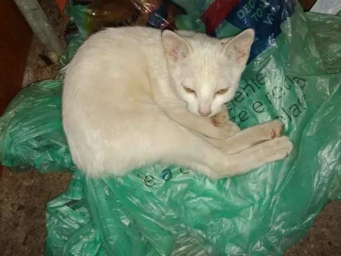 Gato ra a  idade 2 a 6 meses nome Tina ( filhote)