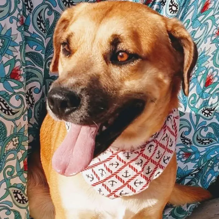 Cachorro raça SRD idade 2 anos nome LOURO