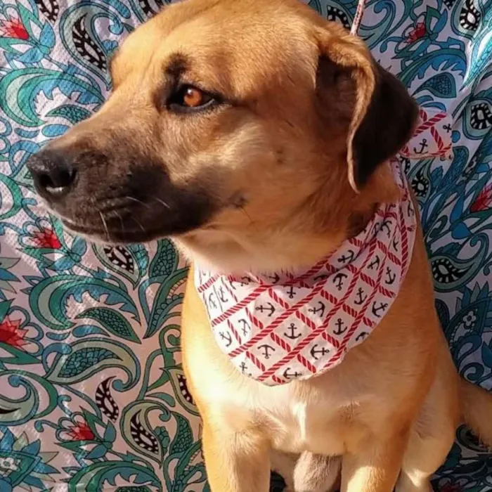 Cachorro raça SRD idade 2 anos nome LOURO