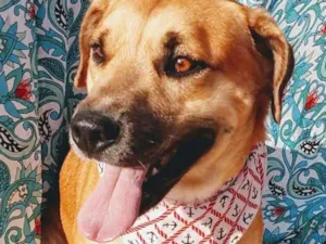 Cachorro raça SRD idade 2 anos nome LOURO