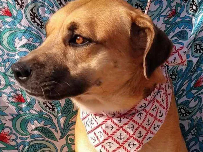 Cachorro raça SRD idade 2 anos nome LOURO