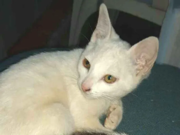 Gato ra a  idade 2 a 6 meses nome Tina ( filhote)