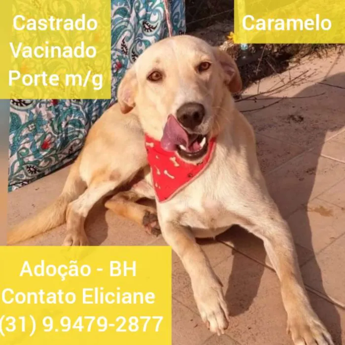 Cachorro raça SRD idade 1 ano nome CARAMELO