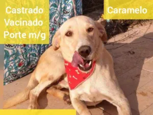 Cachorro raça SRD idade 1 ano nome CARAMELO