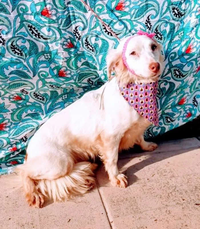 Cachorro raça SRD idade 1 ano nome CLARINHA