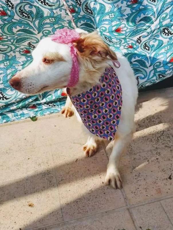 Cachorro raça SRD idade 1 ano nome CLARINHA