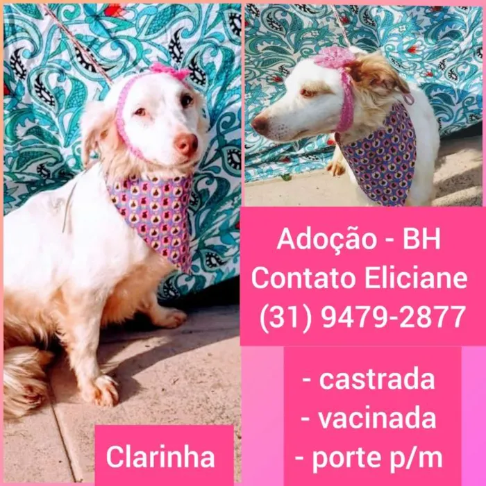Cachorro raça SRD idade 1 ano nome CLARINHA