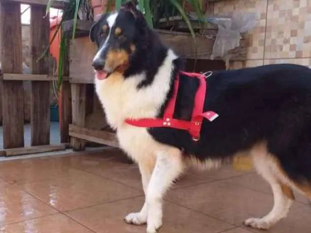 Cachorro ra a Boder collie idade 5 anos nome Lassie