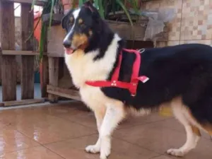 Cachorro raça Boder collie idade 5 anos nome Lassie