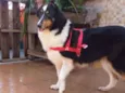 Lassie