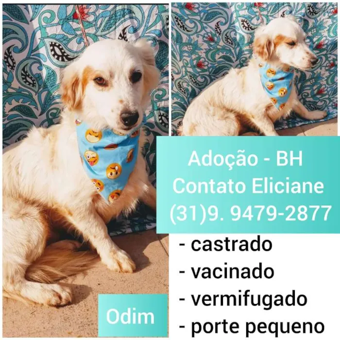 Cachorro raça SRD idade 1 ano nome ODIN