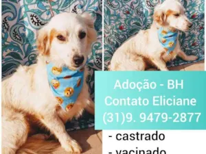Cachorro raça SRD idade 1 ano nome ODIN