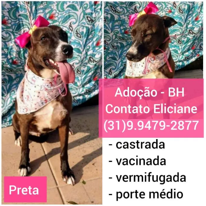 Cachorro raça SRD idade 1 ano nome PRETINHA