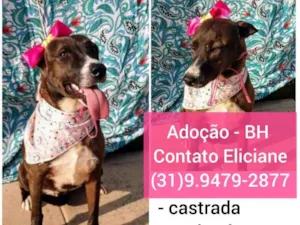 Cachorro raça SRD idade 1 ano nome PRETINHA