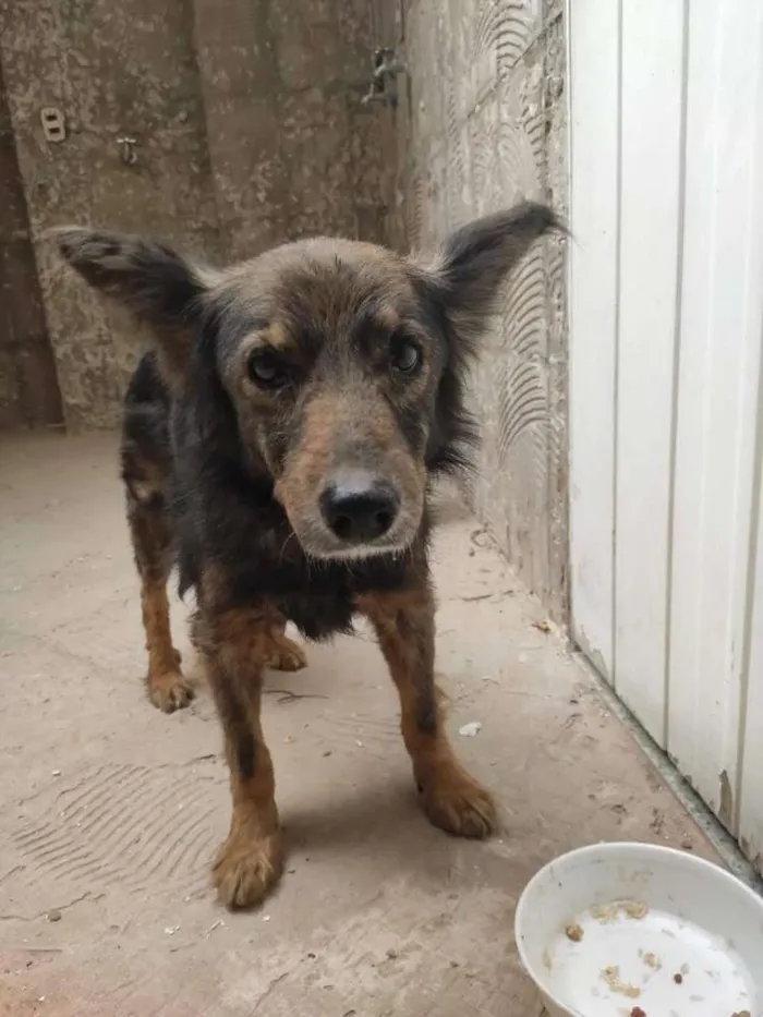 Cachorro ra a não sei idade 5 anos nome Lobinho