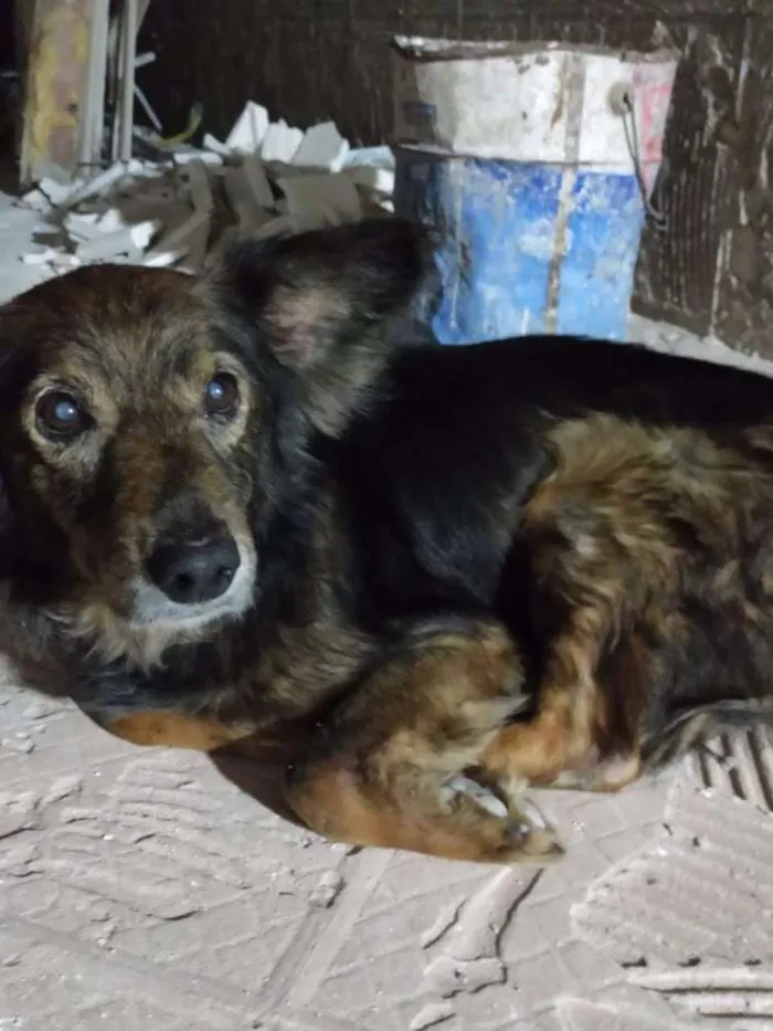 Cachorro ra a não sei idade 5 anos nome Lobinho