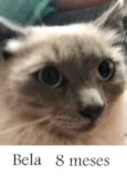 Bela