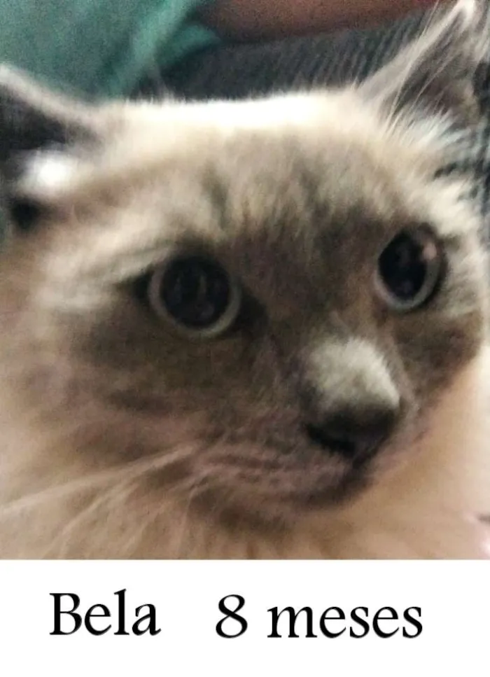 Gato ra a SRD idade 7 a 11 meses nome Bela