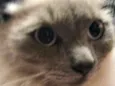 Bela
