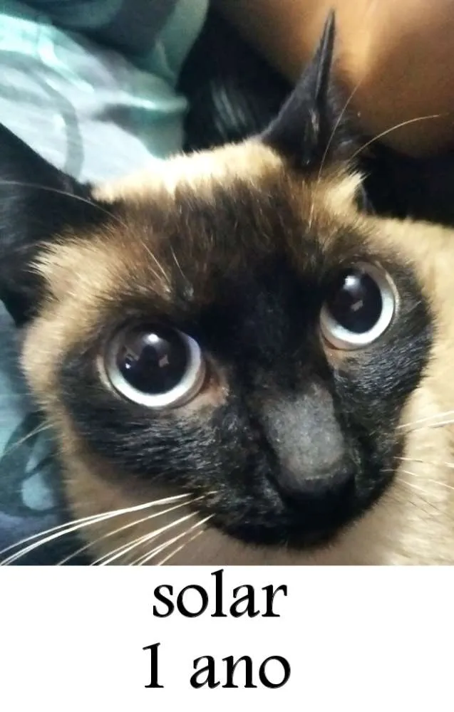 Gato ra a SRD idade 1 ano nome Solar (fêmea)