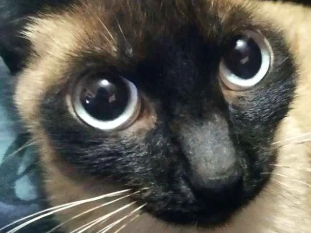 Gato ra a SRD idade 1 ano nome Solar (fêmea)