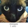 Mingau