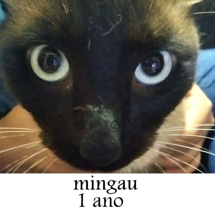 Gato ra a SRD idade 1 ano nome Mingau