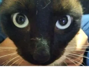 Gato raça SRD idade 1 ano nome Mingau