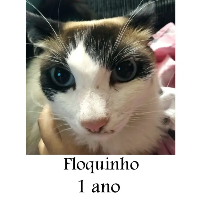 Gato ra a SRD idade 1 ano nome Floquinho (menina)